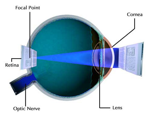 anatomy of the eye